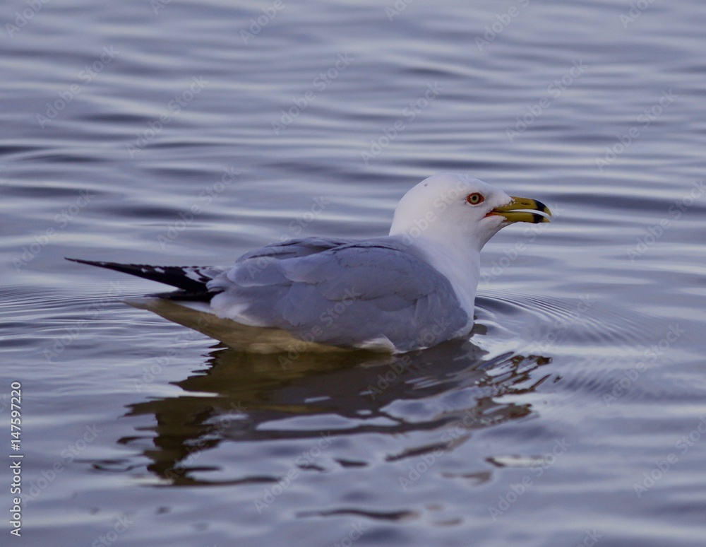 Beautiful isolated picture with a gull in the lake