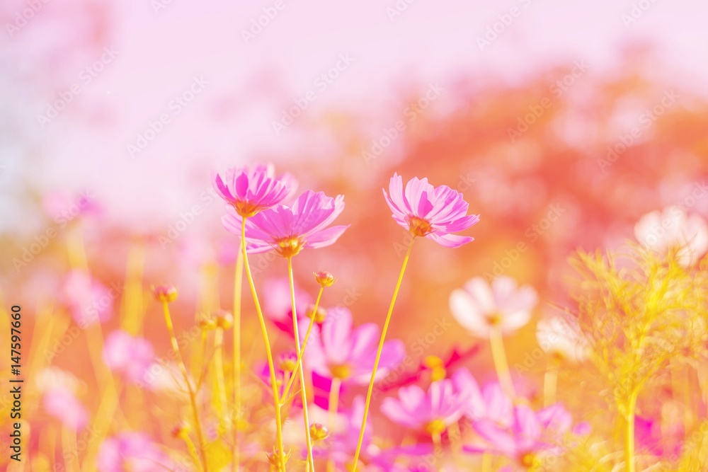Soft focus cosmos flower on vintage pastel background