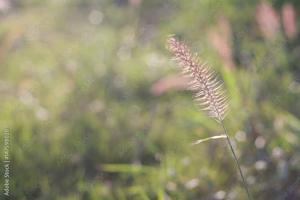Mission grass or Feature Pennisetum beside the road. fountain grass on nature background. Mission grass or Feature Pennisetum beside the road. fountain grass on nature background.