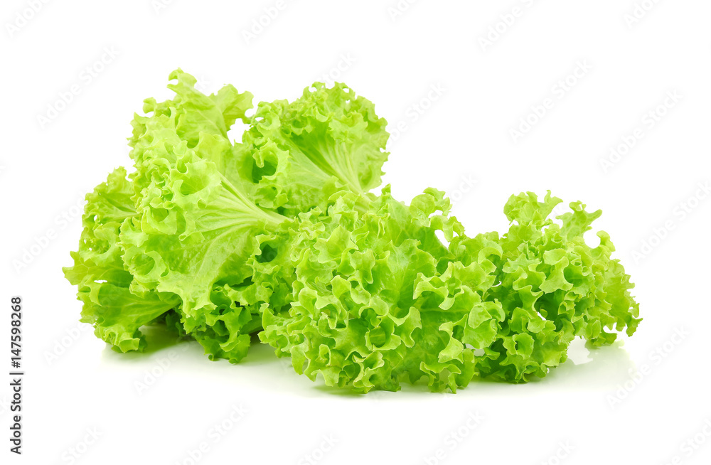 green oak lettuce isolated on white background green oak lettuce isolated on white background