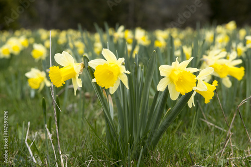 Gelbe Narzissen, Osterglocken - Narcissus pseudonarcissus