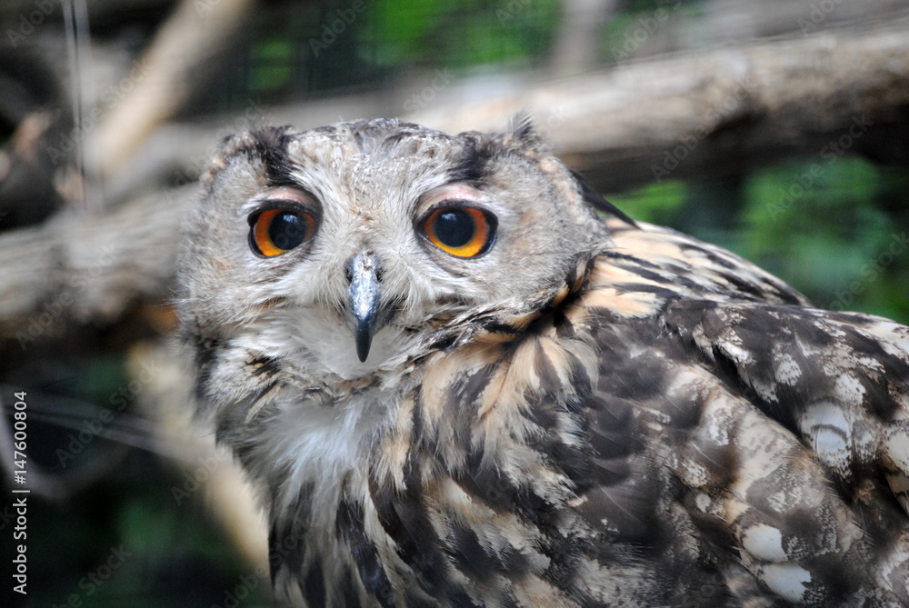 Obraz premium Hibou grand duc