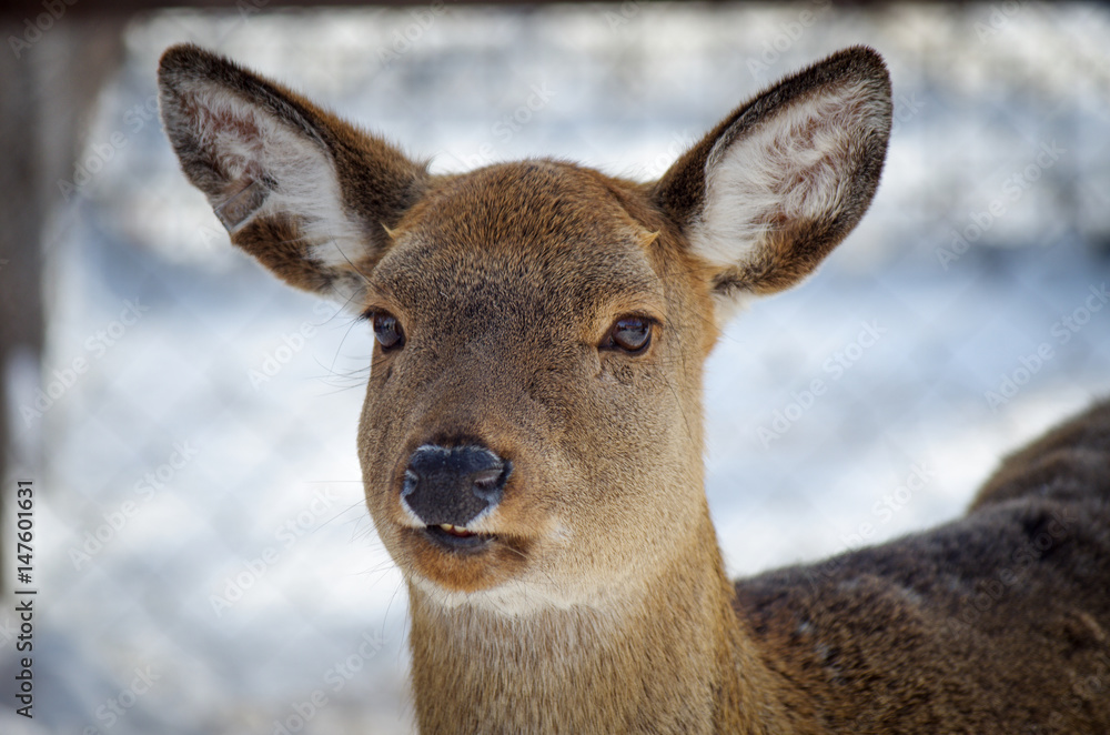Female white-tailed deer, Odocoileus virginianus Female white-tailed deer, Odocoileus virginianus