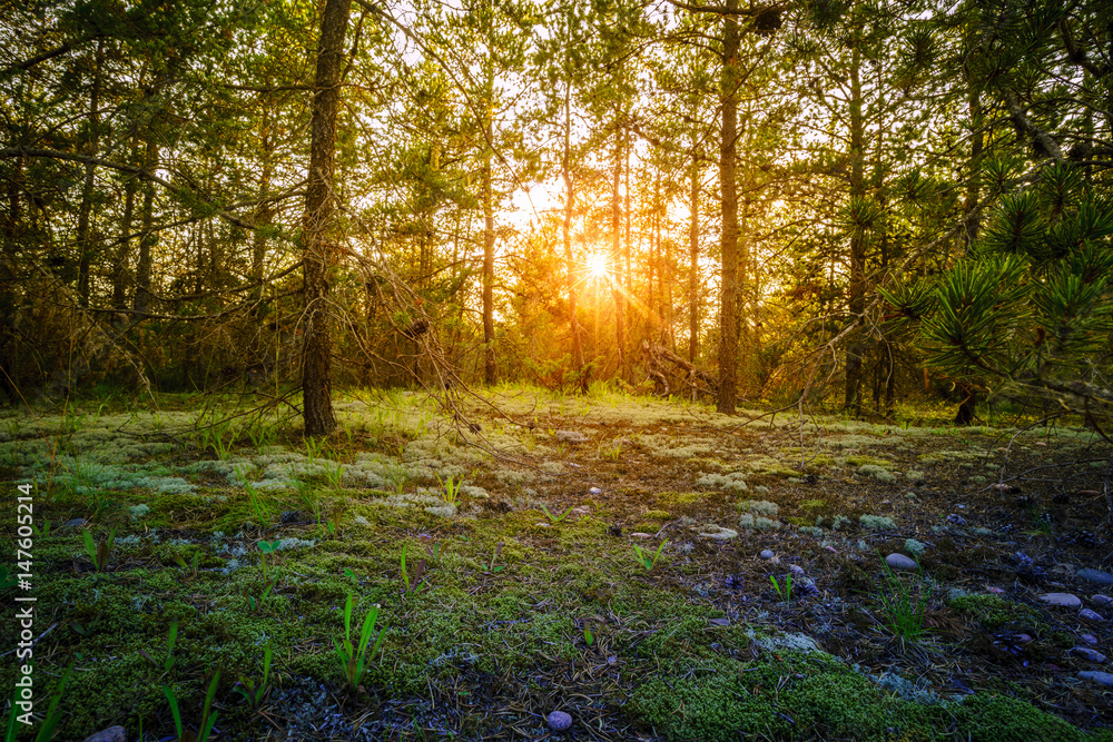 Sunset in the forest