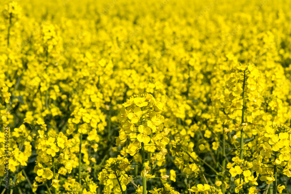 Canola/Rapeseed Field Canola/Rapeseed Field