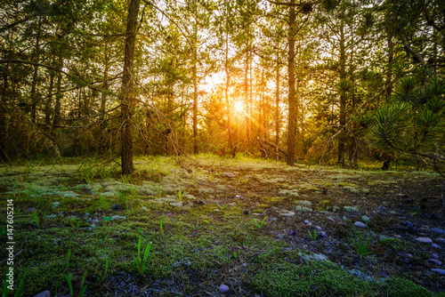 Fototapeta Naklejka Na Ścianę i Meble -  Sunset in the forest