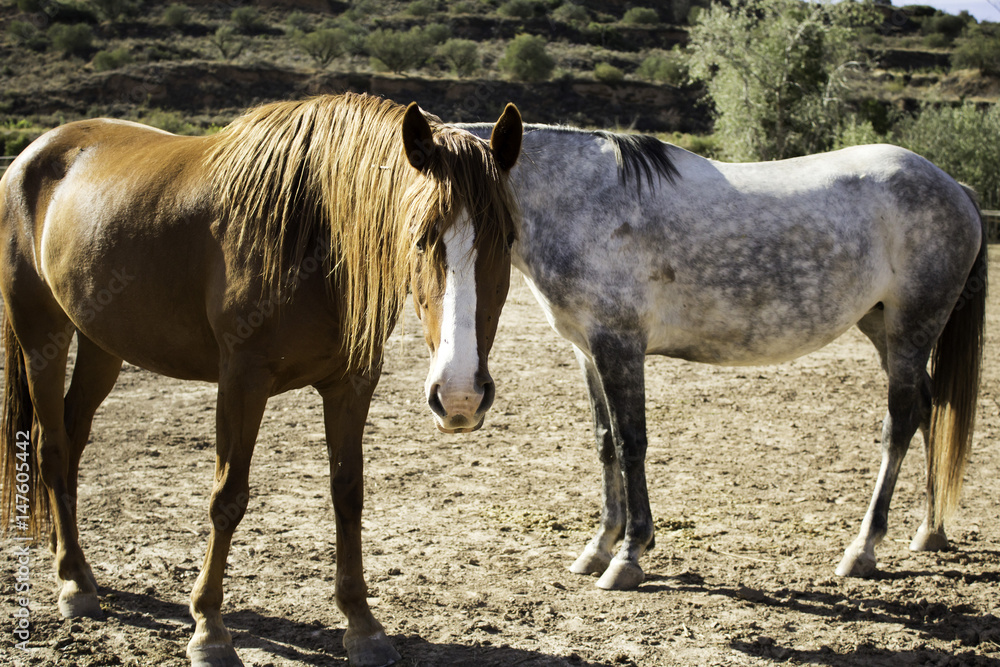 Obraz premium Horses in stable