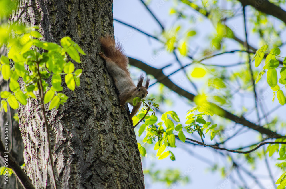 Obraz premium Squirrel on a tree trunk sniffs a leaf