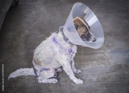  dog is wearing a funnel collar