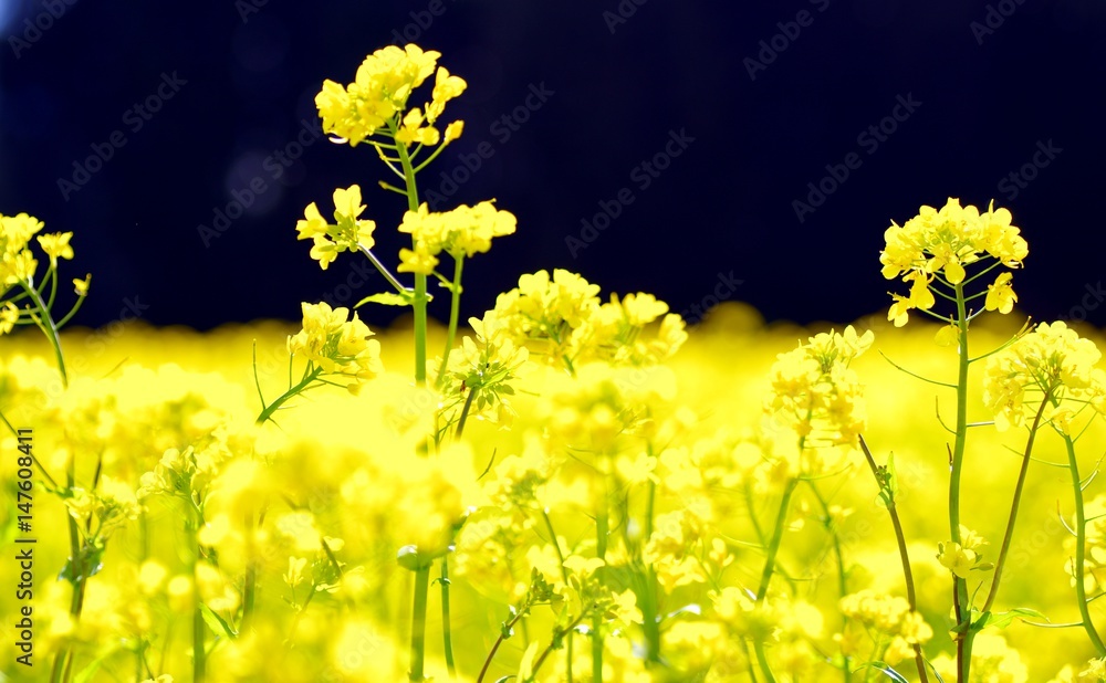 Obraz premium Gelber Raps mit dunklem Hintergrund