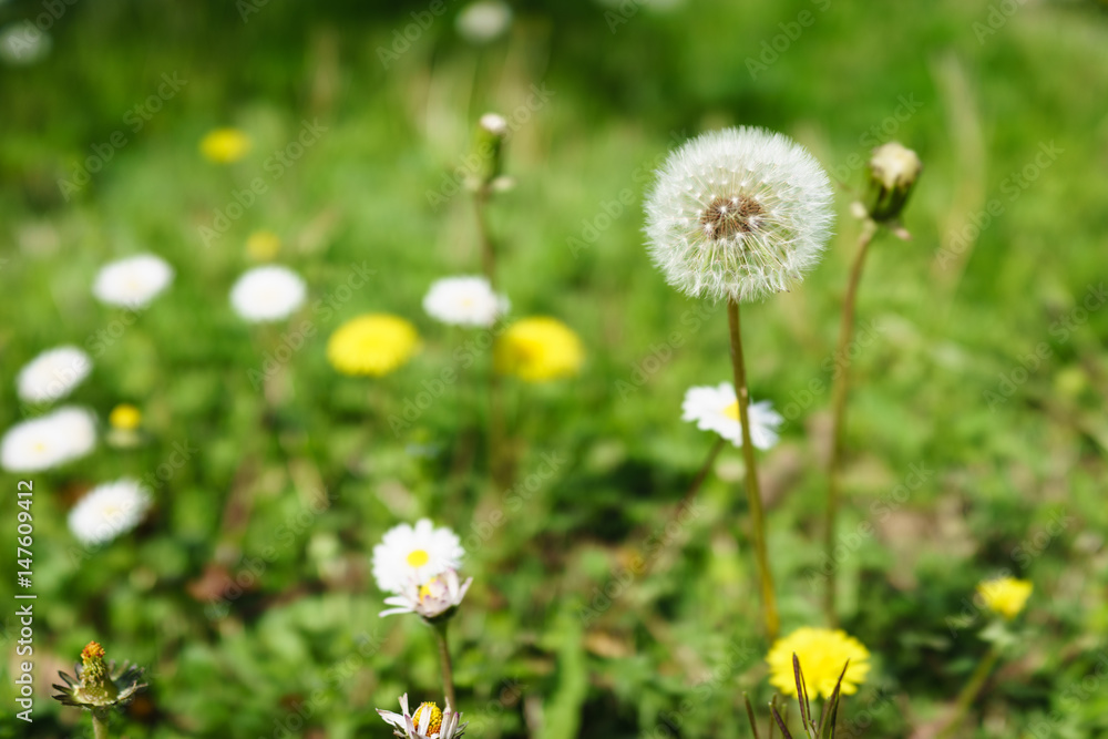 dandelion in the flowers garden in sunshine day dandelion in the flowers garden in sunshine day
