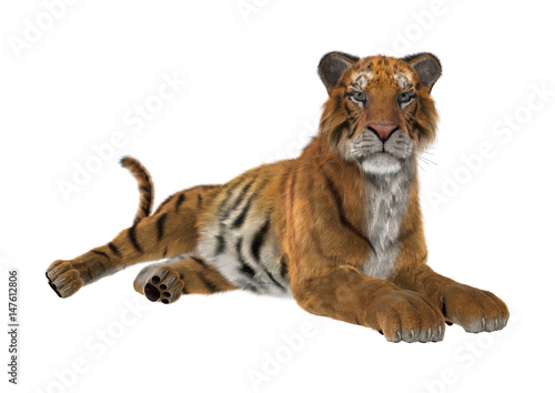 Fototapeta Naklejka Na Ścianę i Meble -  3D Rendering Big Cat Tiger on White