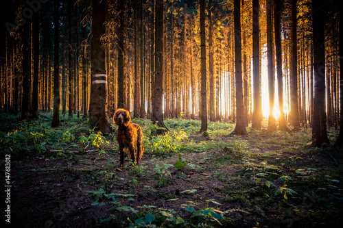 Irish setter im Wald bei Sonnenuntergang