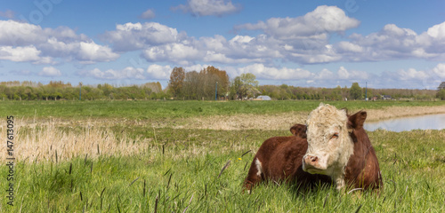Canvastavla Hereford cow in the grassland outside Groningen