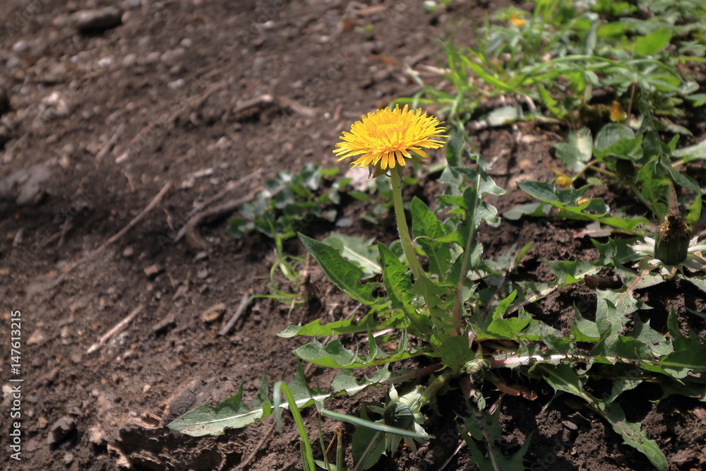 Blooming dandelion on the forest path Blooming dandelion on the forest path