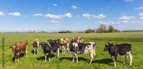 Panorama of cows in the dutch landscape