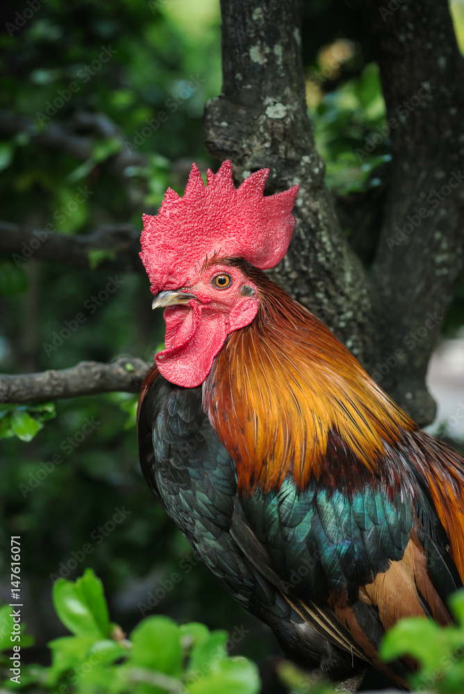 Colorful Rooster or Chicken on the Tree
