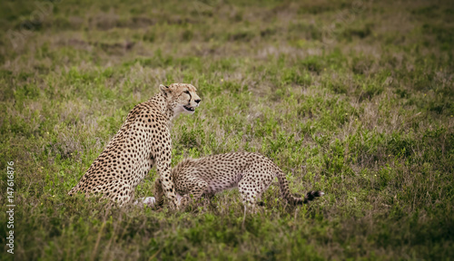 Cheetah family eating their prey
