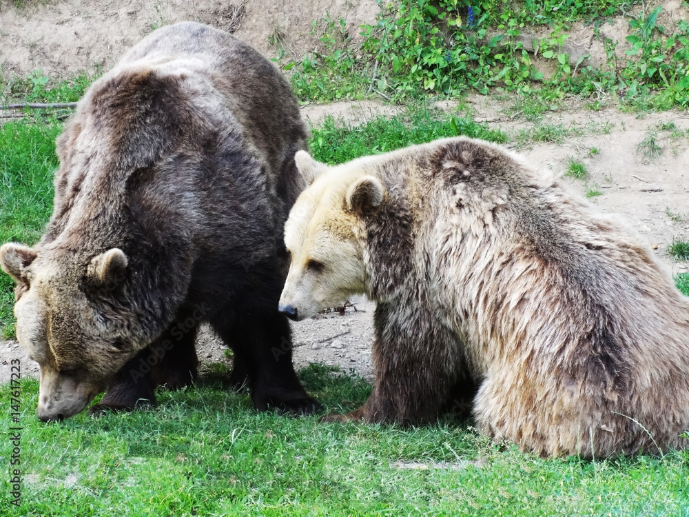 Bears Bears