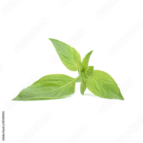Sweet Basil leaf