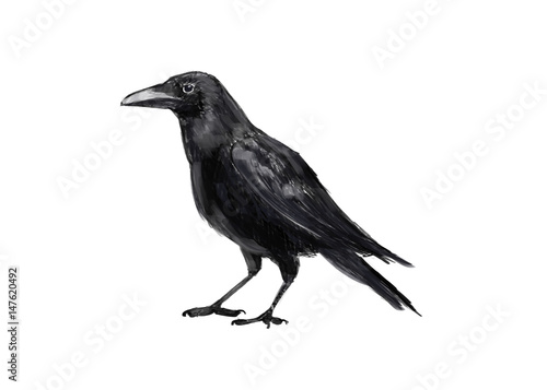 Canvas Print Illustration crows. Digital painting.