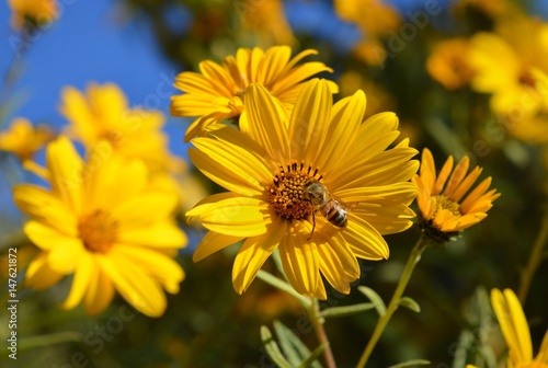 Flor amarilla con una abeja