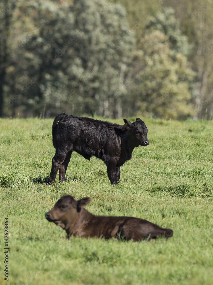 Fototapeta premium Black Angus Calves