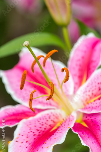 Fototapeta Naklejka Na Ścianę i Meble -  Pink Asiatic lily flower in the garden