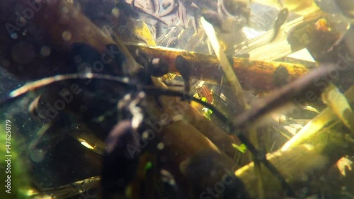 Kaulquappen in einem Teich, Unterwasseraufnahme photo