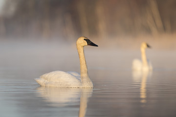 Acrylglasbilder Schwan Trompeterschwäne im natürlichen Habitat  © Steve Oehlenschlager