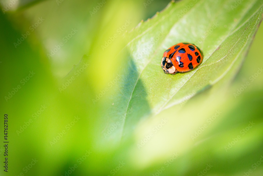 Obraz premium Coccinelle