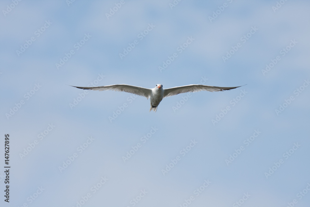 A royal tern, Sterna maxima, flies overhead on the shores of the Chesapeake Bay, Parksley, Virginia A royal tern, Sterna maxima, flies overhead on the shores of the Chesapeake Bay, Parksley, Virginia