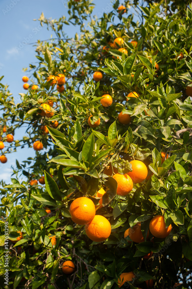 Orange tree in the garden. Citrus Fruit Orange tree in the garden. Citrus Fruit