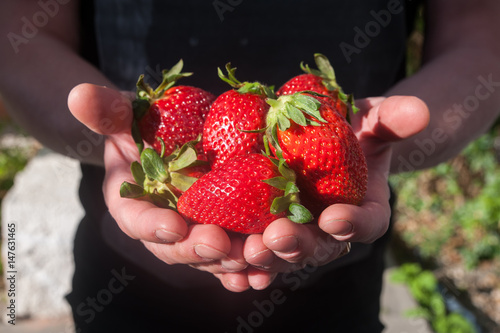 Berries of strawberries in hands. macro
