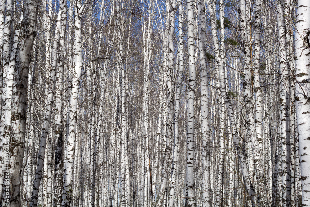 Fototapeta premium dense forest of birch trees for background