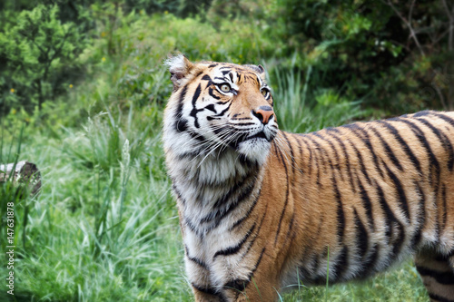 Fototapeta Naklejka Na Ścianę i Meble -  Sumatra Tiger, profile view
