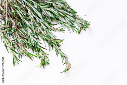 Young rosemary sprigs isolated on white background. Open space for your text.