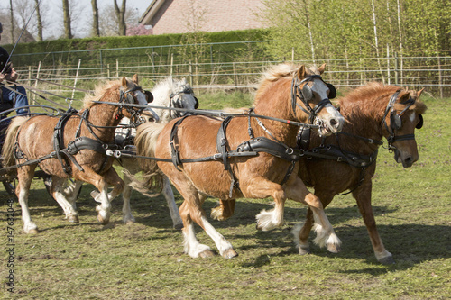 4-span pony's in draf © photoPepp