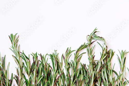 Young rosemary sprigs isolated on white background. Open space for your text.