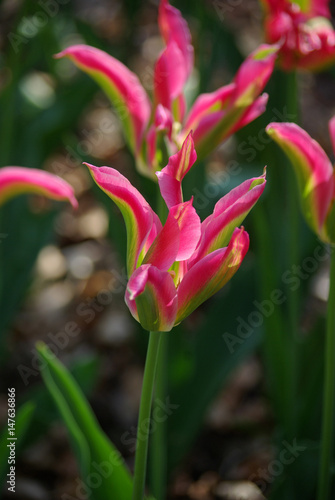 Tulipes roses    fleur de lys au printemps au jardin