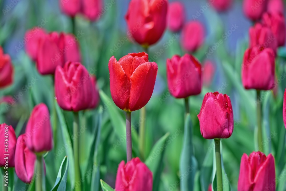 Fototapeta premium Łan czerwono-wrzosowych tulipanów w zbliżeniu