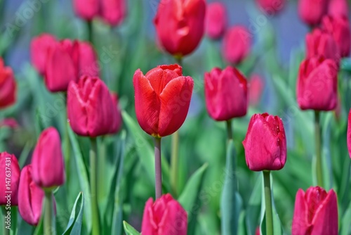   an czerwono-wrzosowych tulipan  w w zbli  eniu
