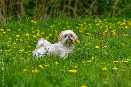 Portret psa rasy Shih tzu wśród trawy i żółtych kwiatów