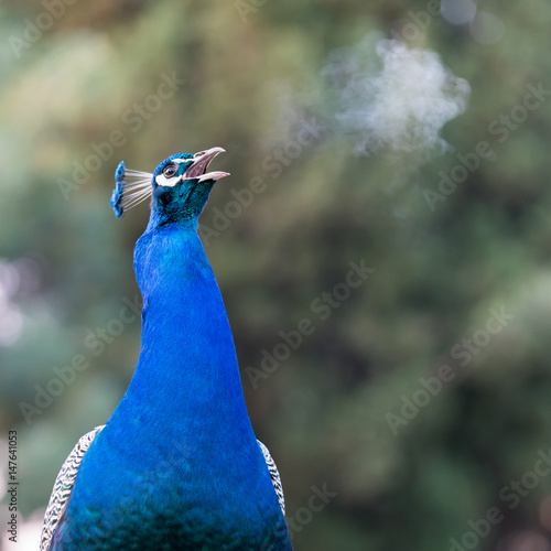 Screaming peacock