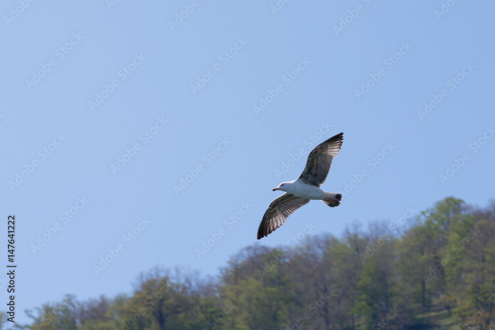 Flight of the albatross against the sky Flight of the albatross against the sky