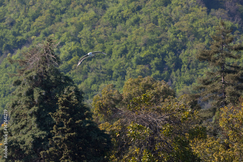 Flight of an albatross against the background of a forest in Abkhazia