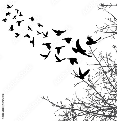 Photography silhouette of flying birds and tree branches, freedom