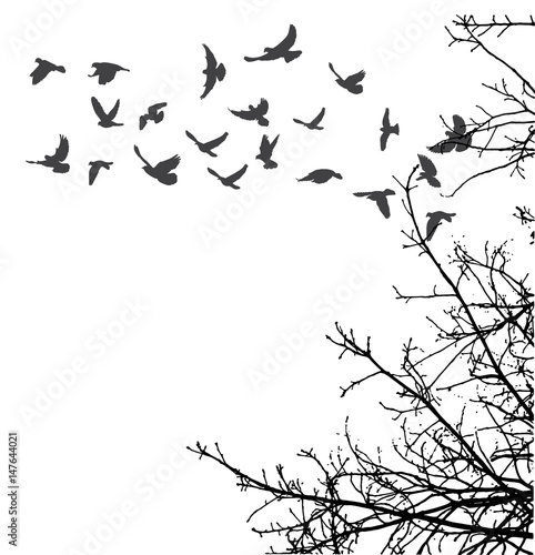  silhouette of flying birds and tree branches  freedom
