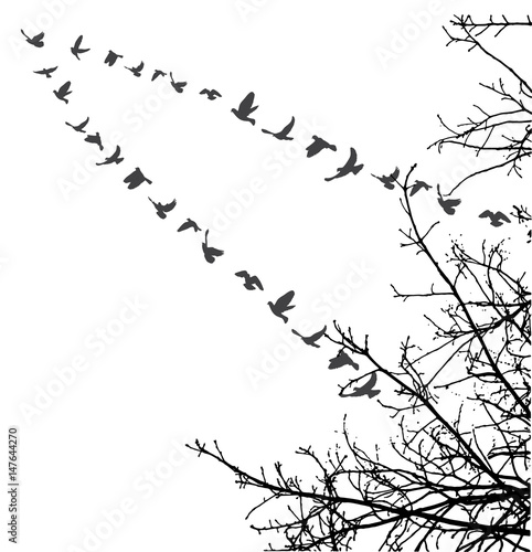 Canvas Print silhouette of flying birds