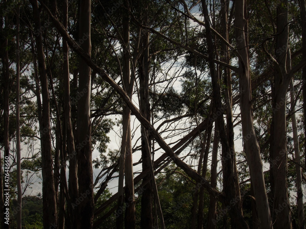 Obraz premium Formando um X.